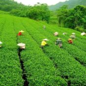 Tea Garden Sylhet