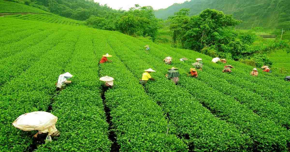 Tea Garden Sylhet